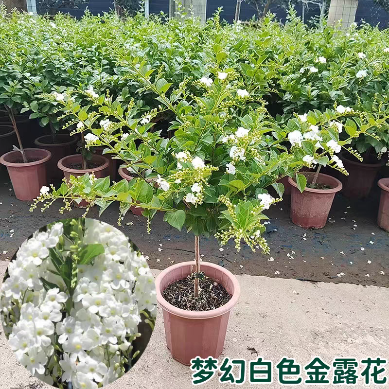 白色蕾丝金露花苗多年生花园阳台芳香植物花卉盆栽新手合适月见草