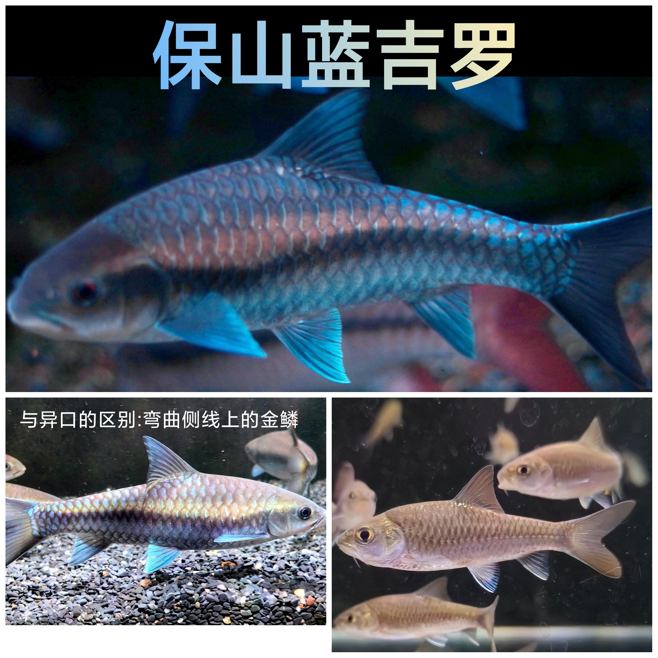 保山蓝吉罗蓝吉罗蓝吉罗观赏鱼金丝吉罗鱼