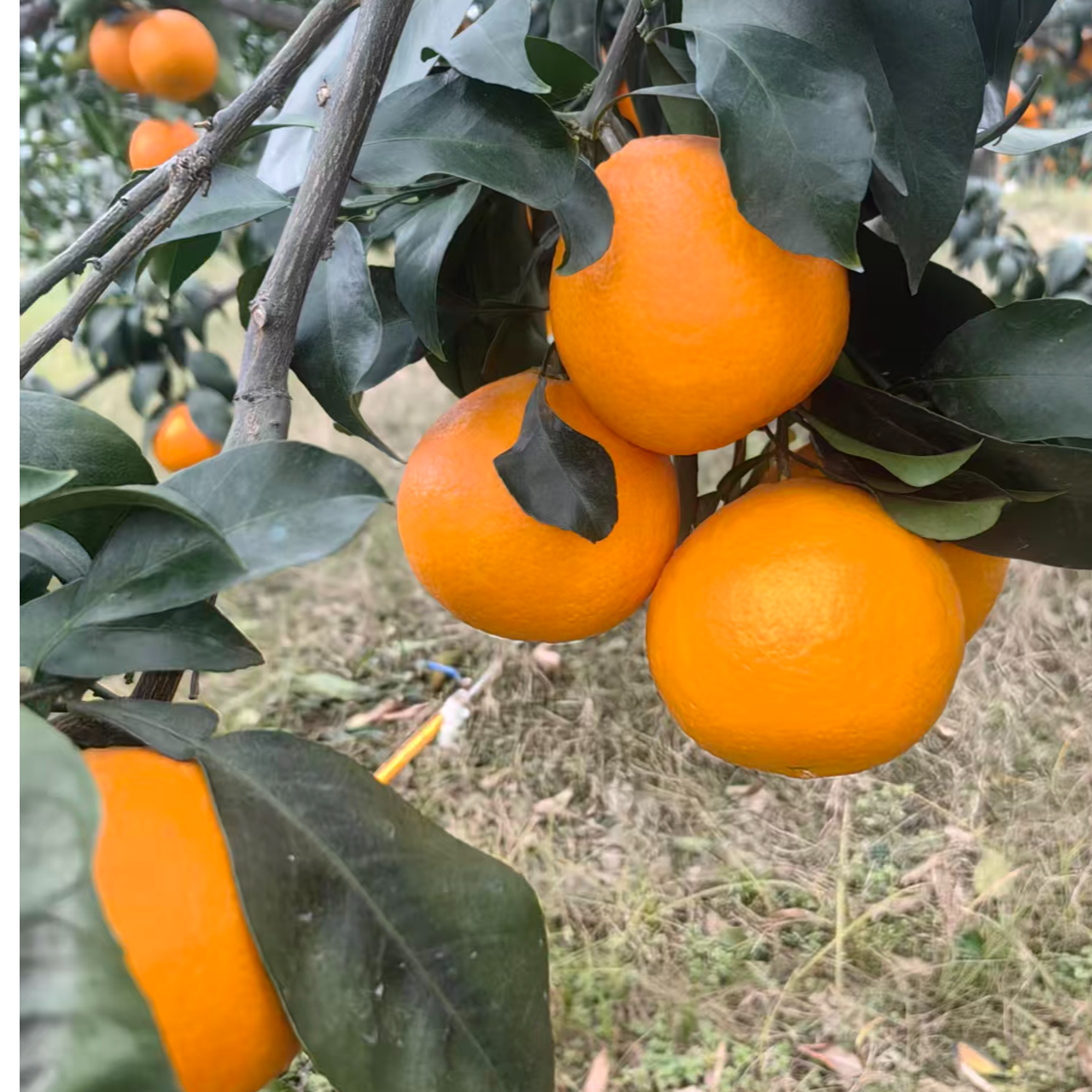 【果农发货】爱媛38号果冻橙 眉山产地爱媛新鲜水果批发农户直发