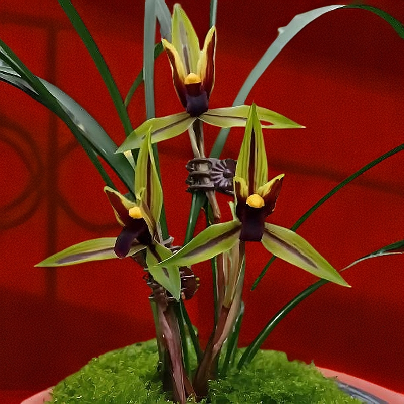 春兰包公魂带花苞发货兰花阳台办公室花卉透气植物名贵裸根兰花苗