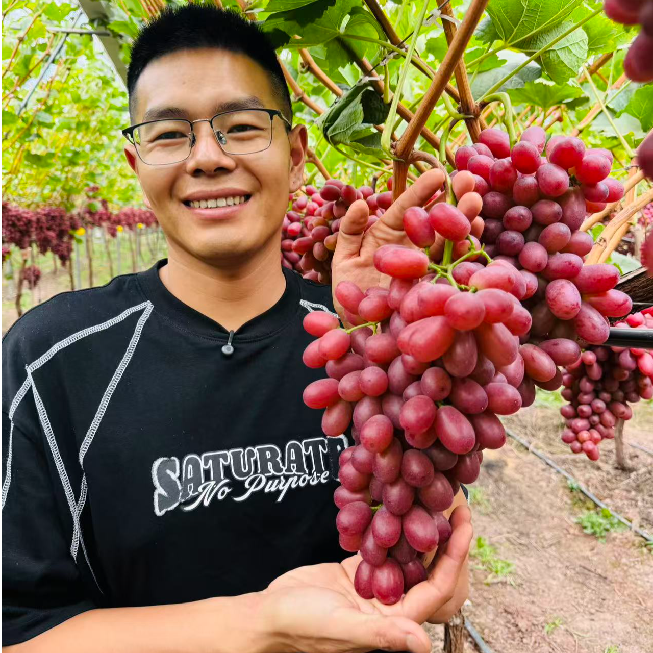 【顺丰包邮】大凉山克伦生无籽红提葡萄