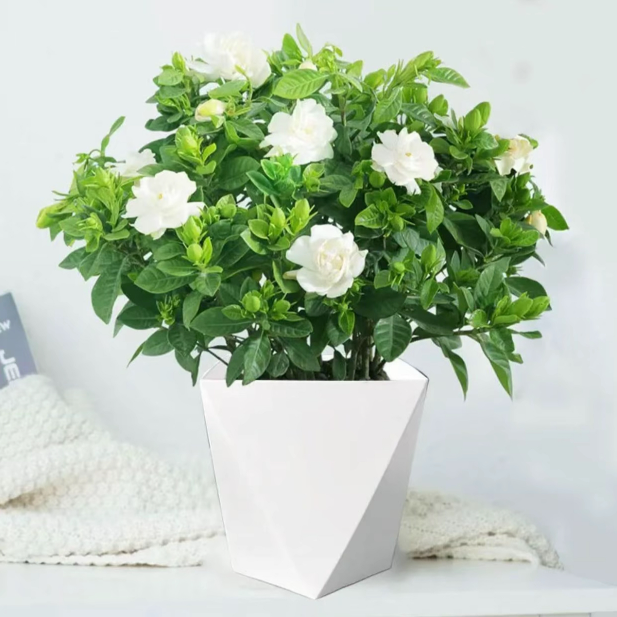 浓香型栀子花盆栽室内花卉绿植四季开花好养