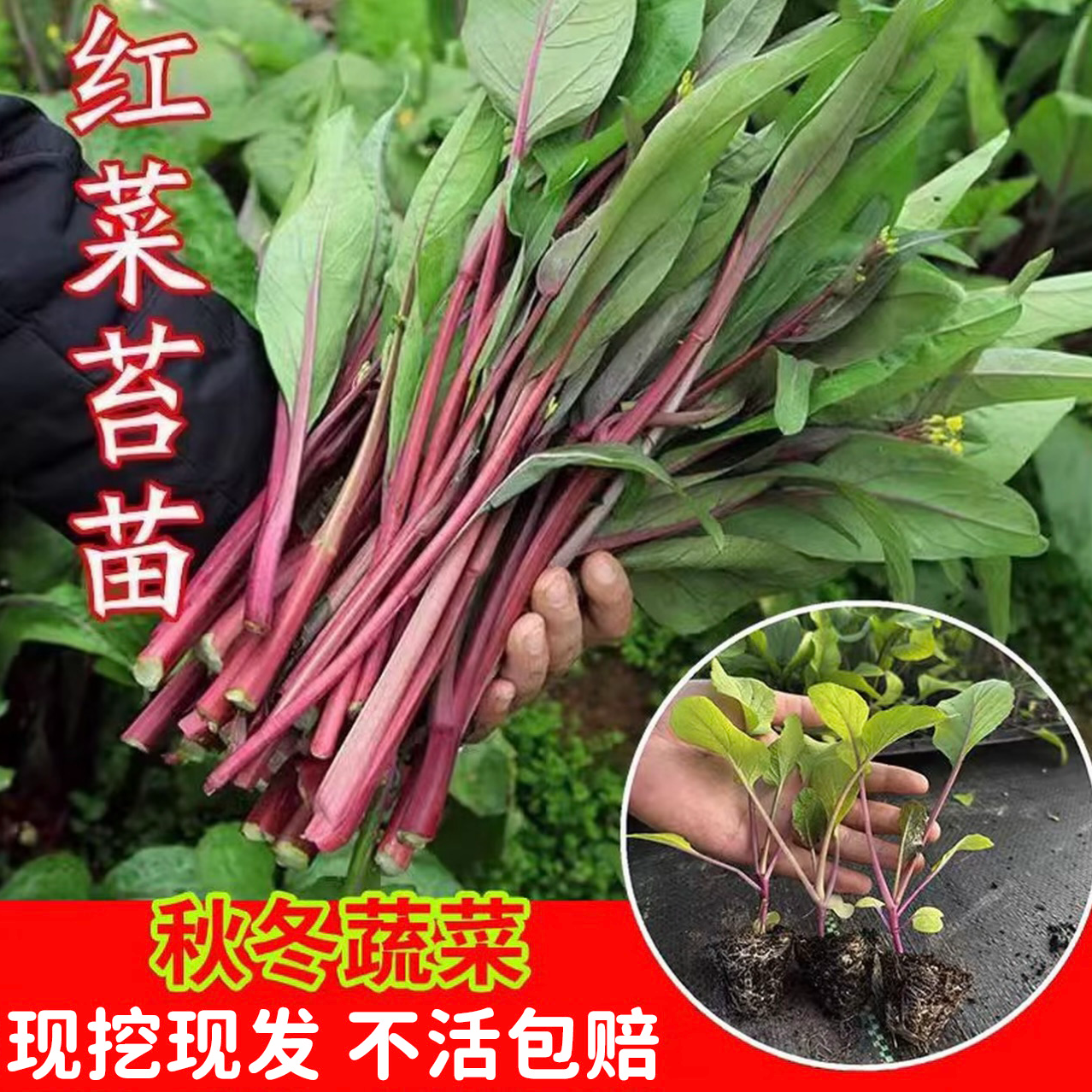 红菜苔苗盆栽蔬菜苗