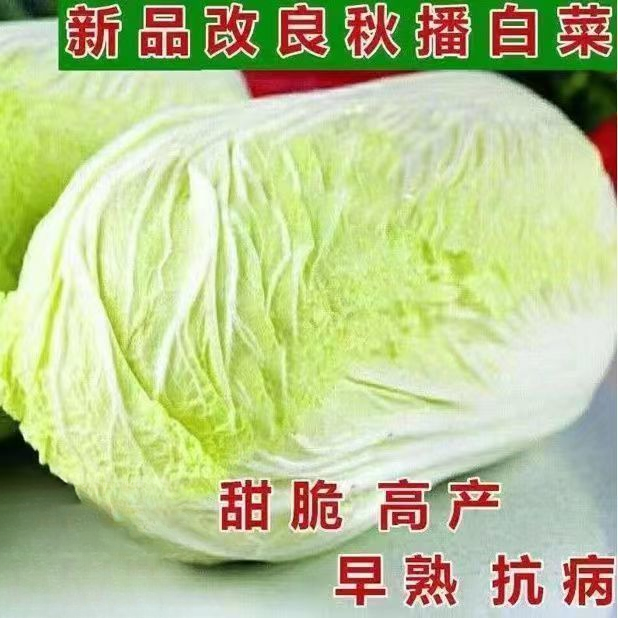 【多人收藏】山东四号大白菜种子老品种秋播白菜山东白菜种籽庭院菜