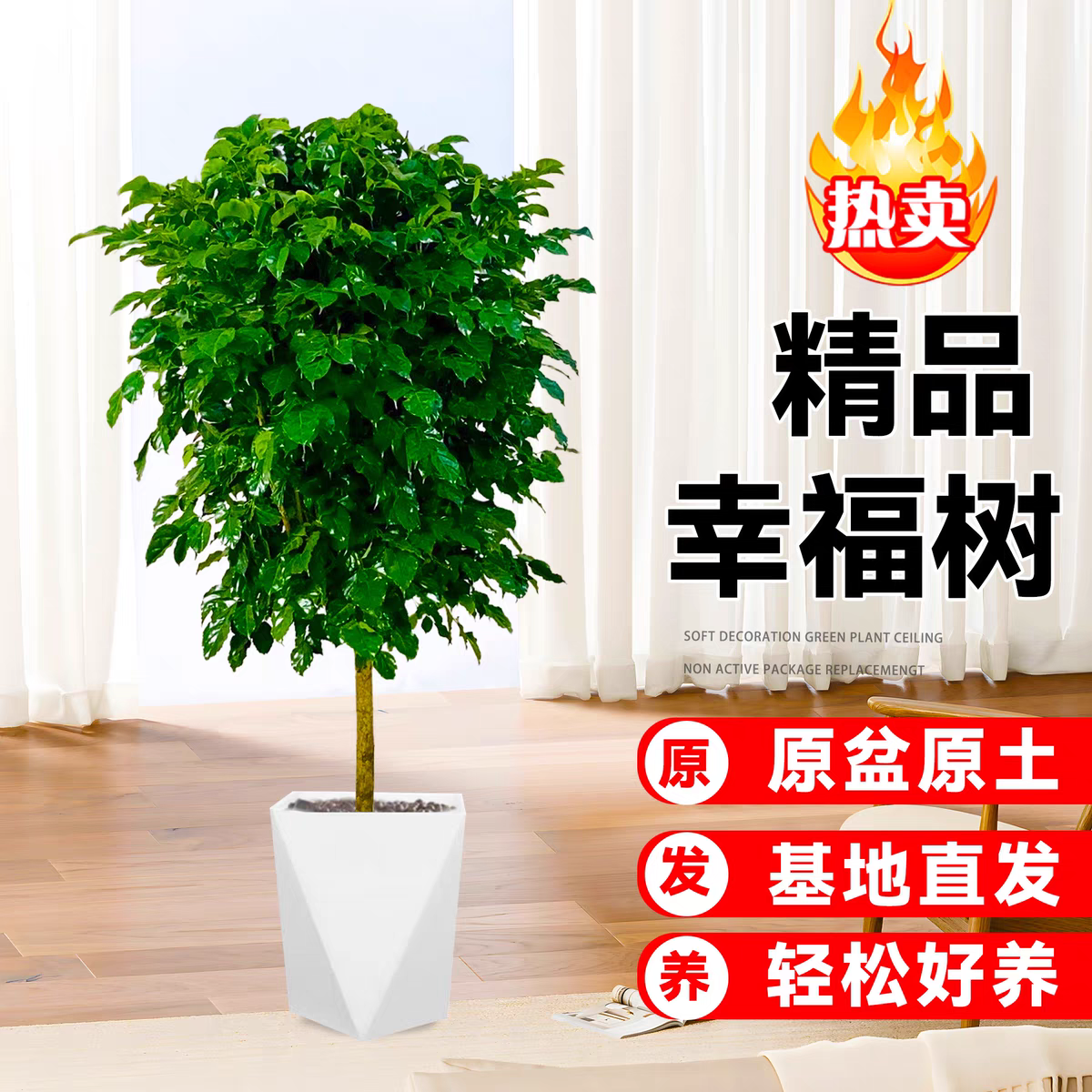 70-80cm不砍根独杆棒棒糖幸福树室内观叶绿植 四季常青