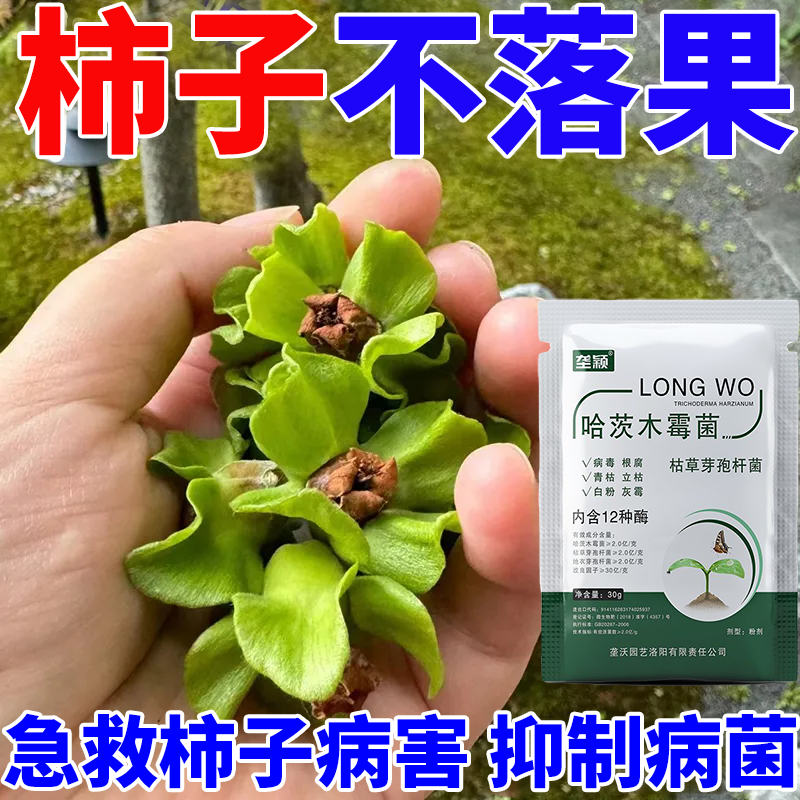 【柿子总落果】柿子防落微生物菌剂柿子树炭疽病烂果落果专用水溶肥