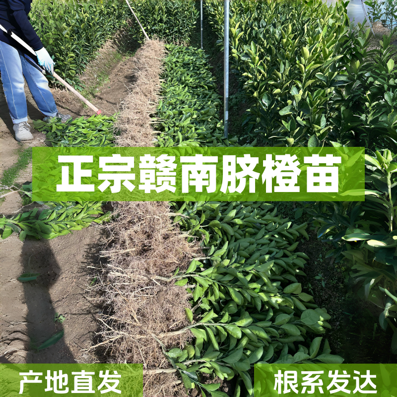 赣南脐橙纽荷尔黄肉黄心脐橙果树1年苗裸根纯嫁接橙子树赣州直发