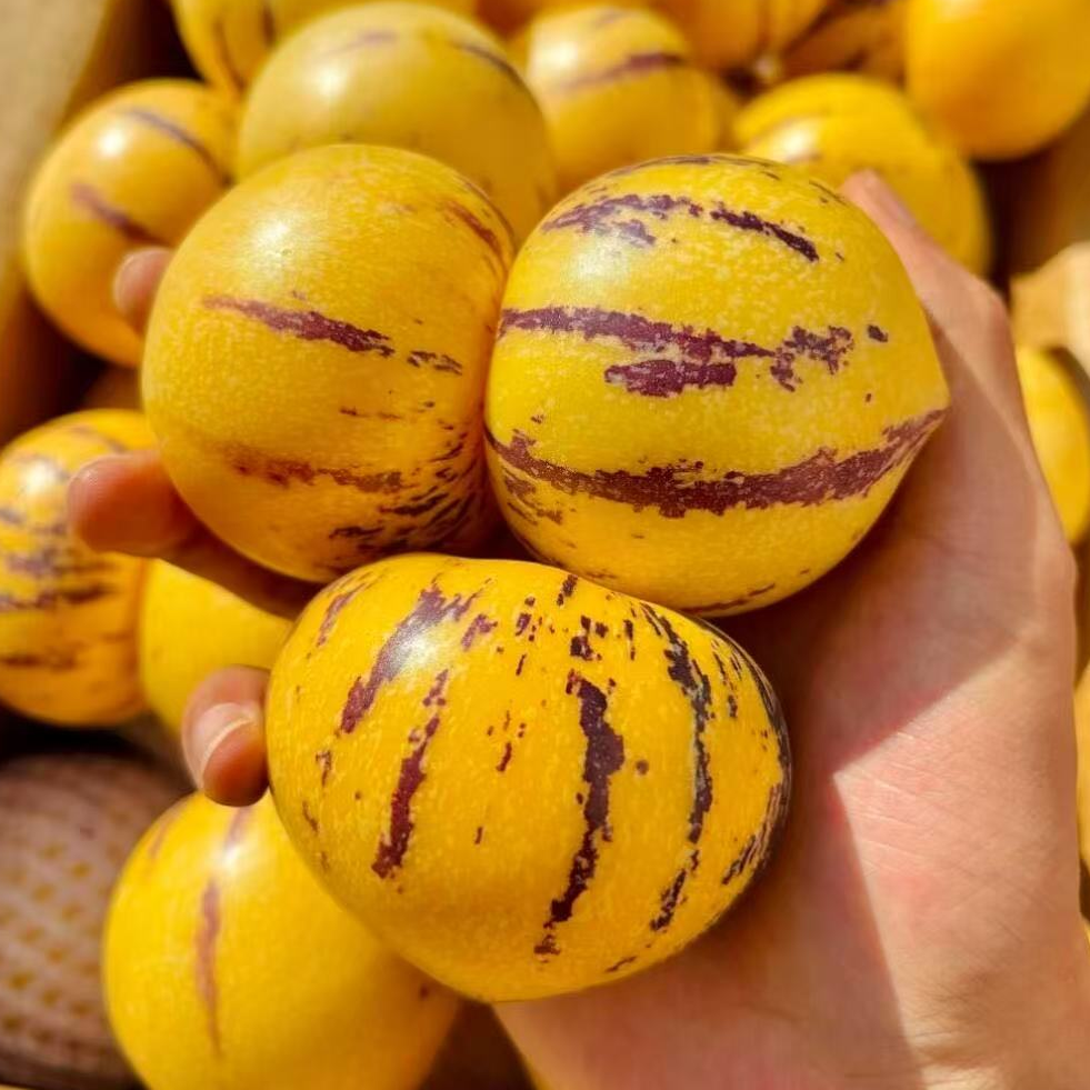 【现货-树上熟】符书记云南当季水果树上熟人参果清甜多汁带箱5斤