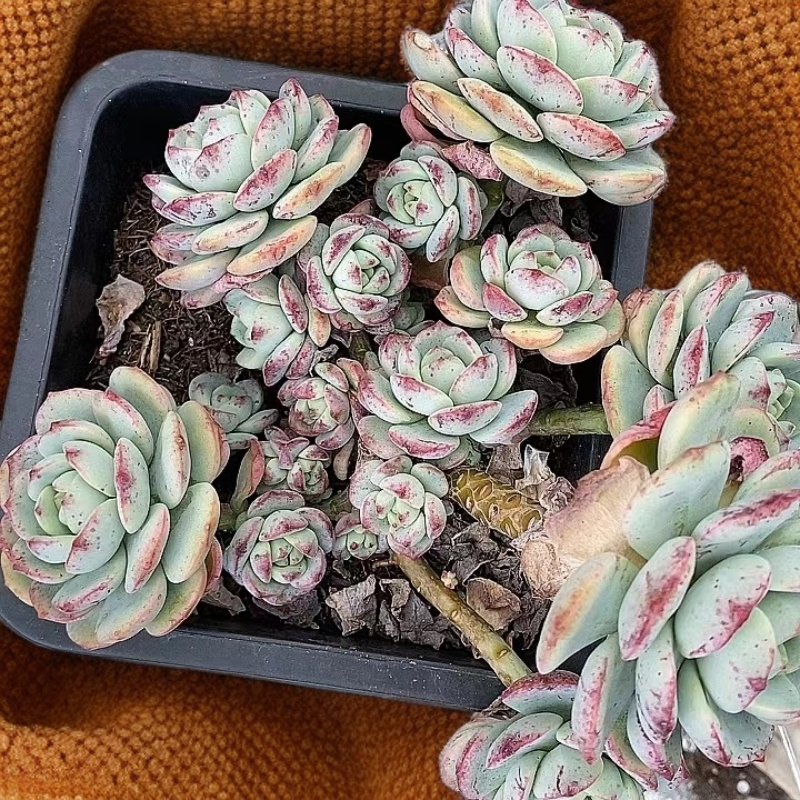 香草     熊猫多肉 （满19包邮）  庭院美观  净化