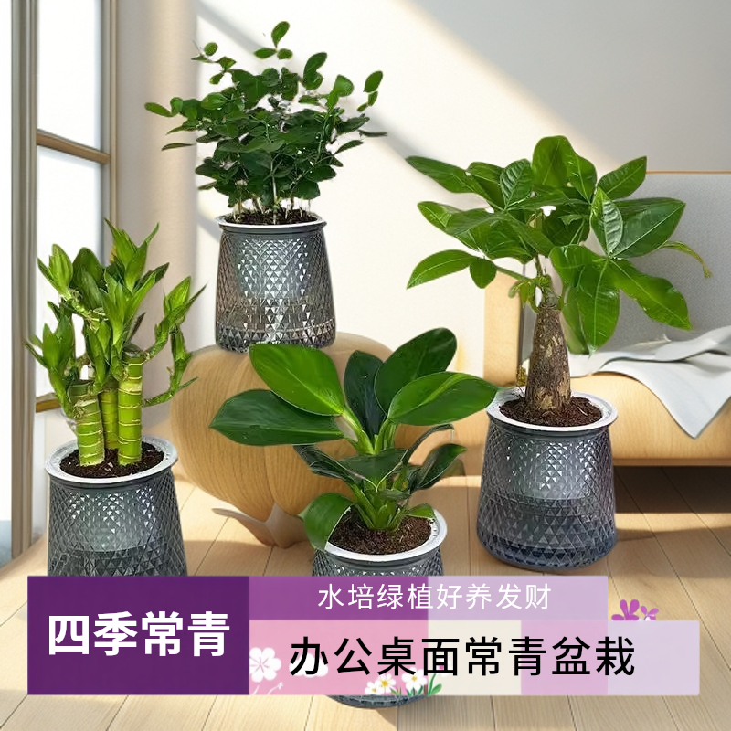 四件套懒人办公室绿植盆栽水培植物客厅室内办公桌花卉秋天