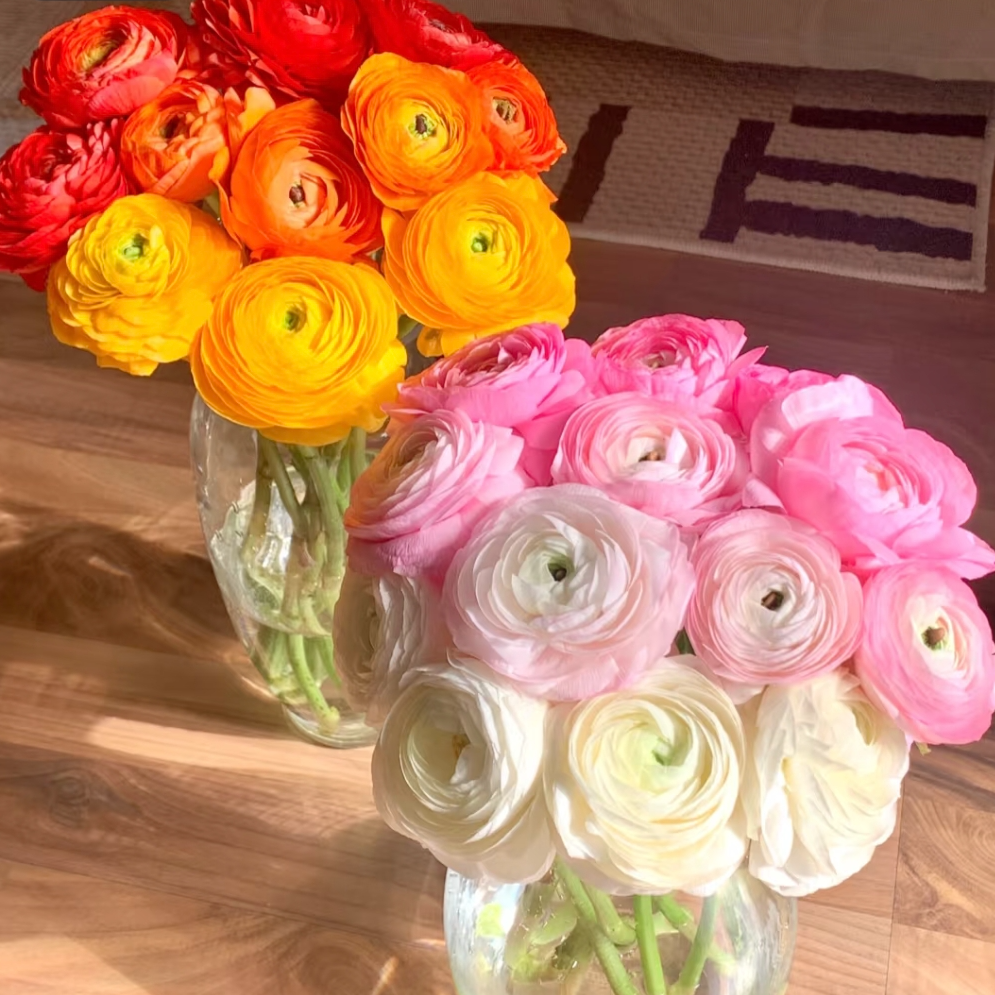 顺丰包邮【洋牡丹】高等级洋牡丹鲜切花云南新鲜鲜花基地批发
