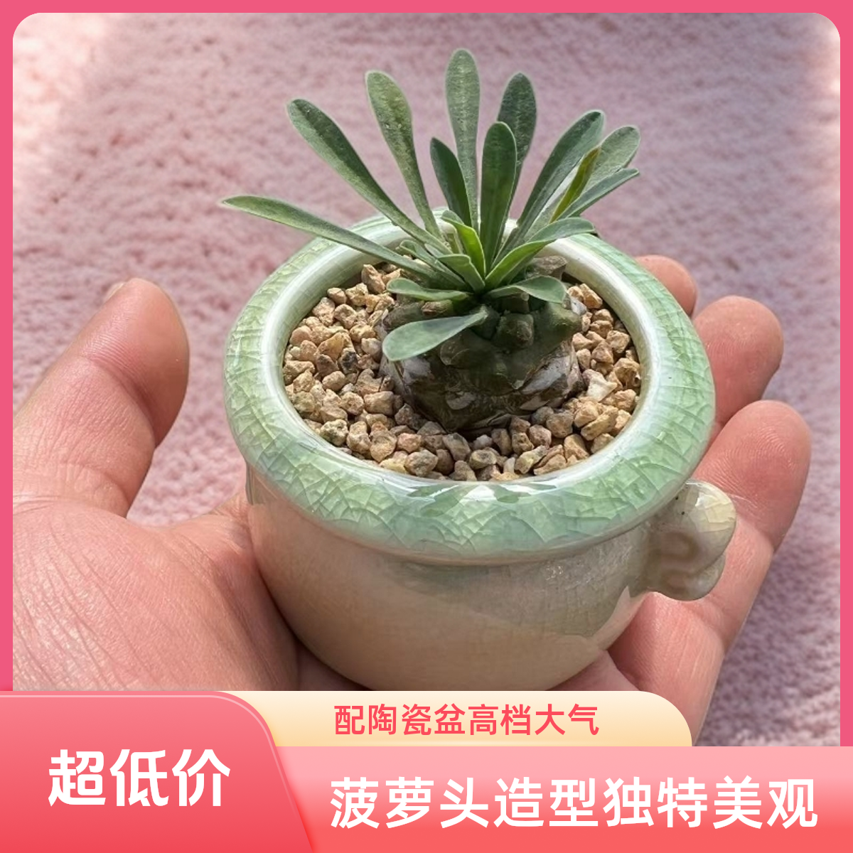 小老桩多肉植物菠萝头峨眉山带陶瓷盆发货拇指迷你小多肉