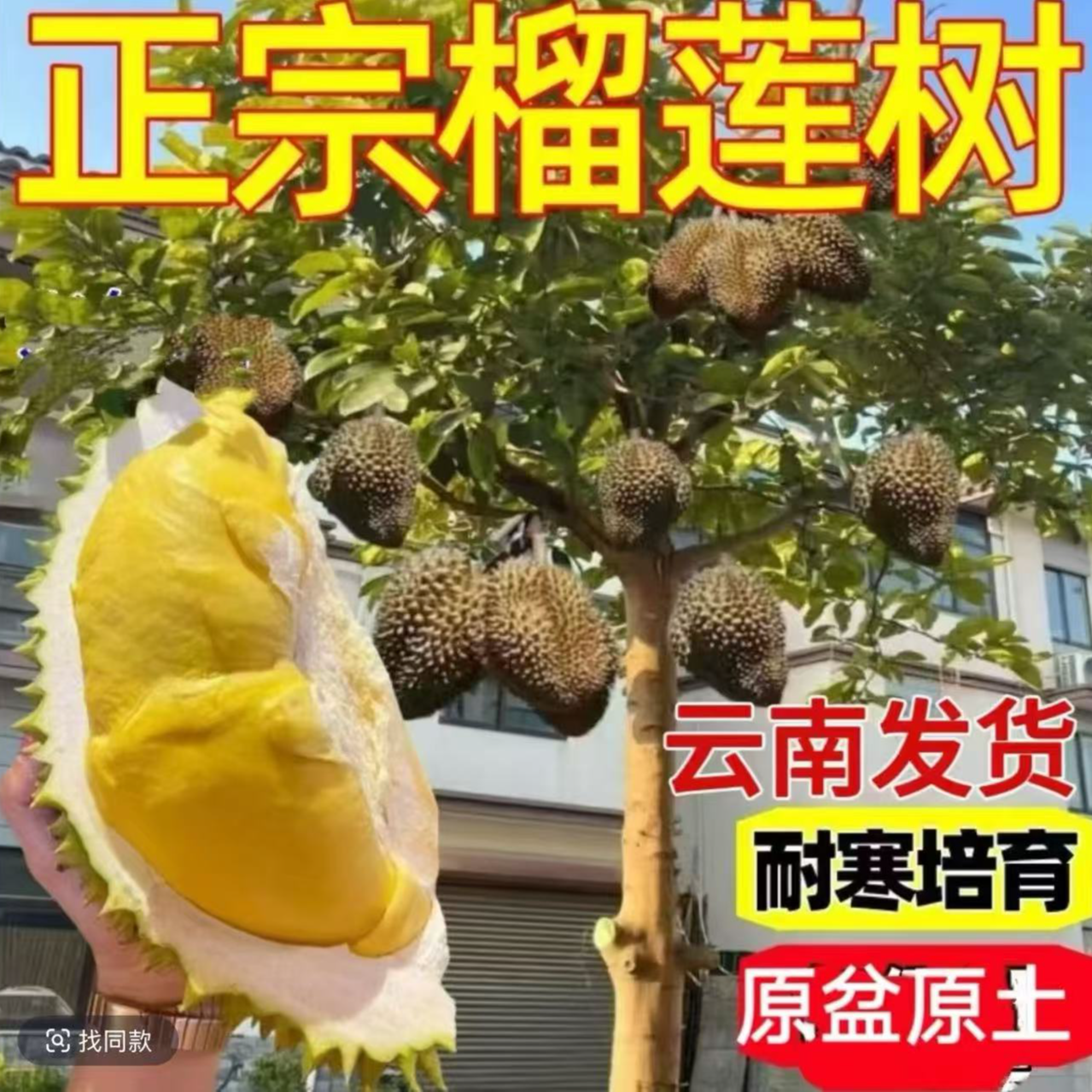 B云南直发 原杯原土 新品种矮化 猫山王 金枕头南北方种植榴莲苗