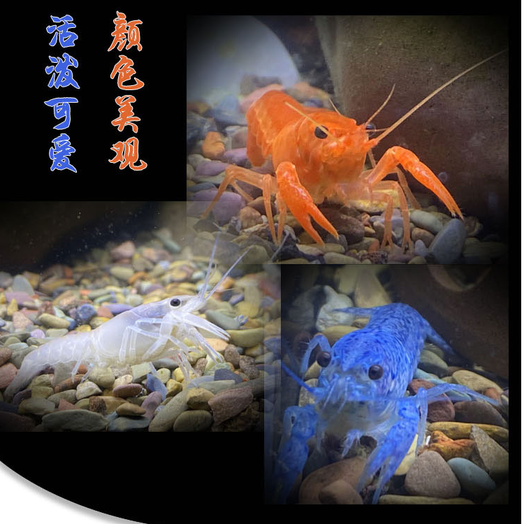 【观赏活体】观赏虾观赏鳌冷水观赏宠物苗活体淡水小龙鳌虾鱼观赏鱼