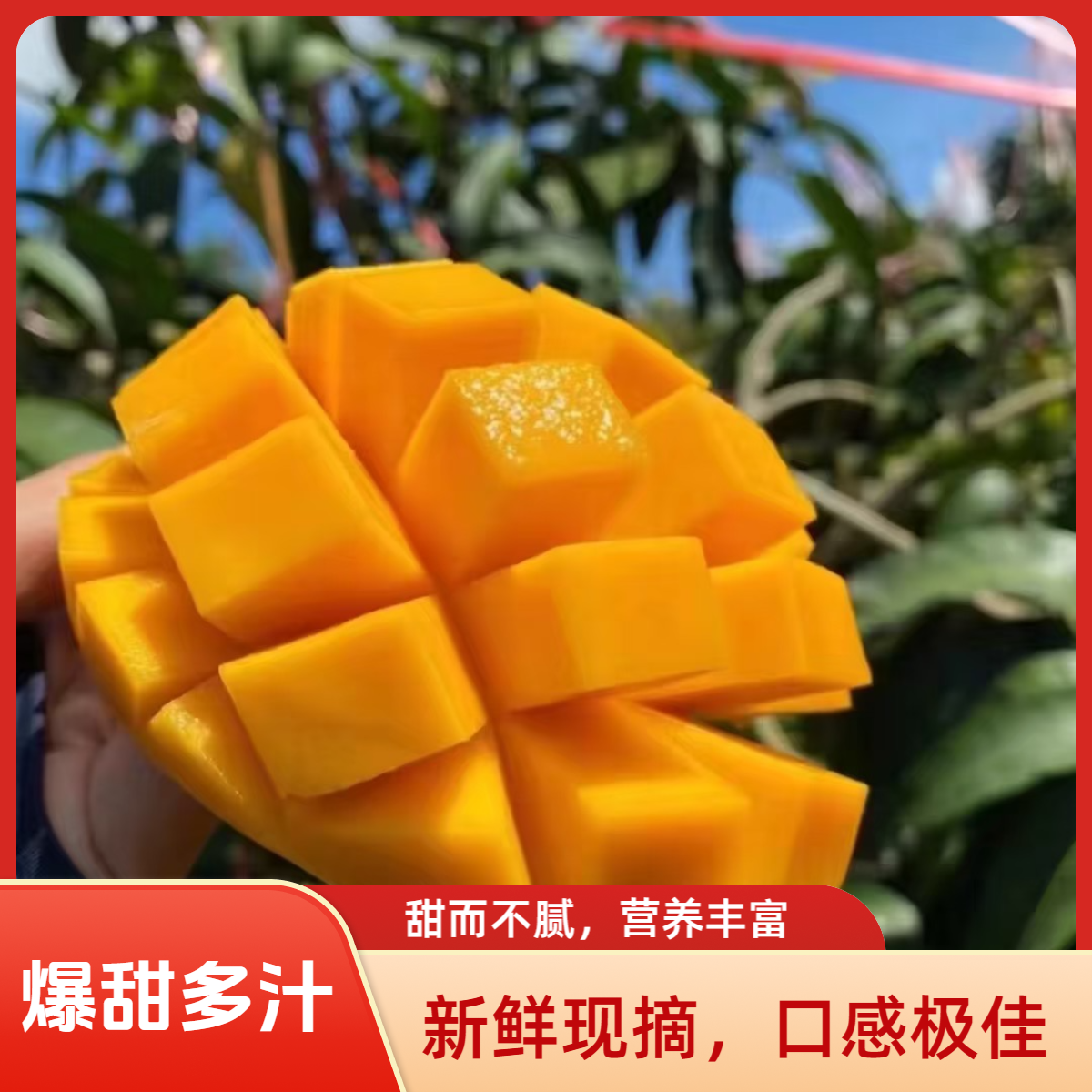 【催熟食用】四川攀枝花凯特芒9-10斤头茬果肉厚多汁核小现摘现发
