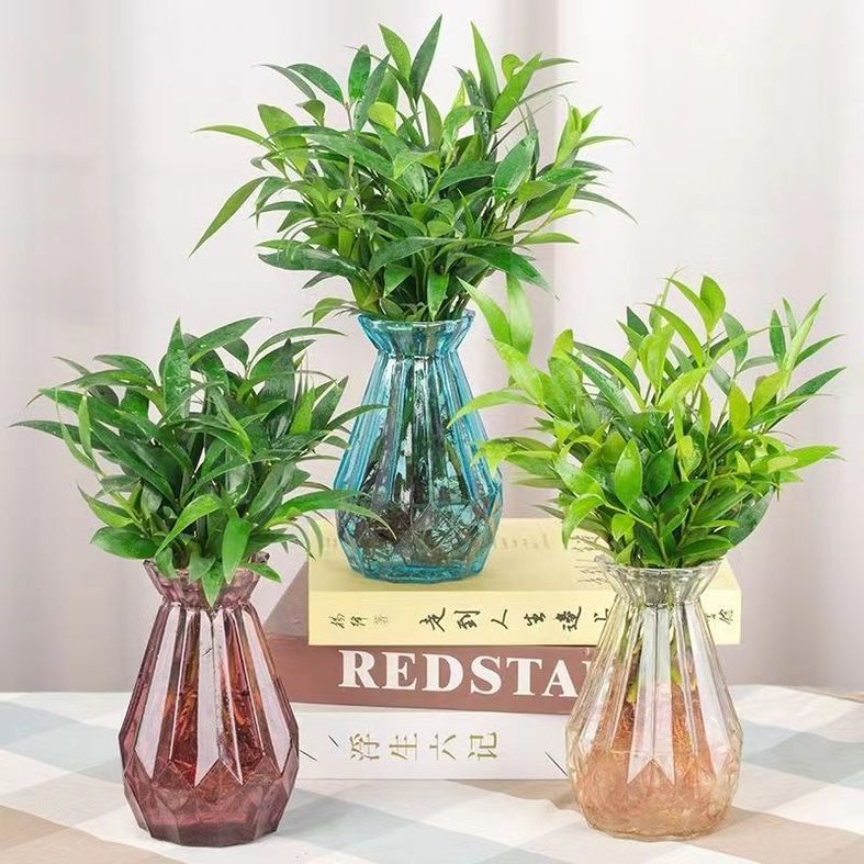 竹柏水培盆栽驱蚊绿植室内好养活四季常青客厅桌面花卉