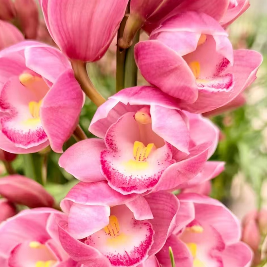 【爱恋】大花蕙兰3枝花剑起发 栽种好带花苞发货