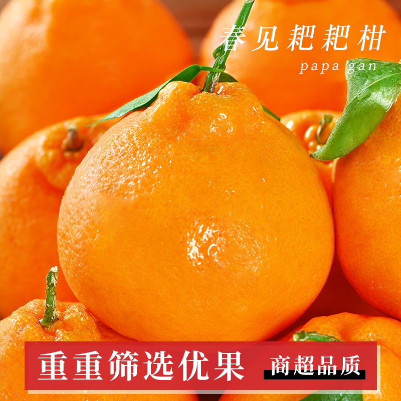 正宗四川春见耙耙柑新鲜水果当季上市头茬鲜果鲜甜多汁皮薄易剥