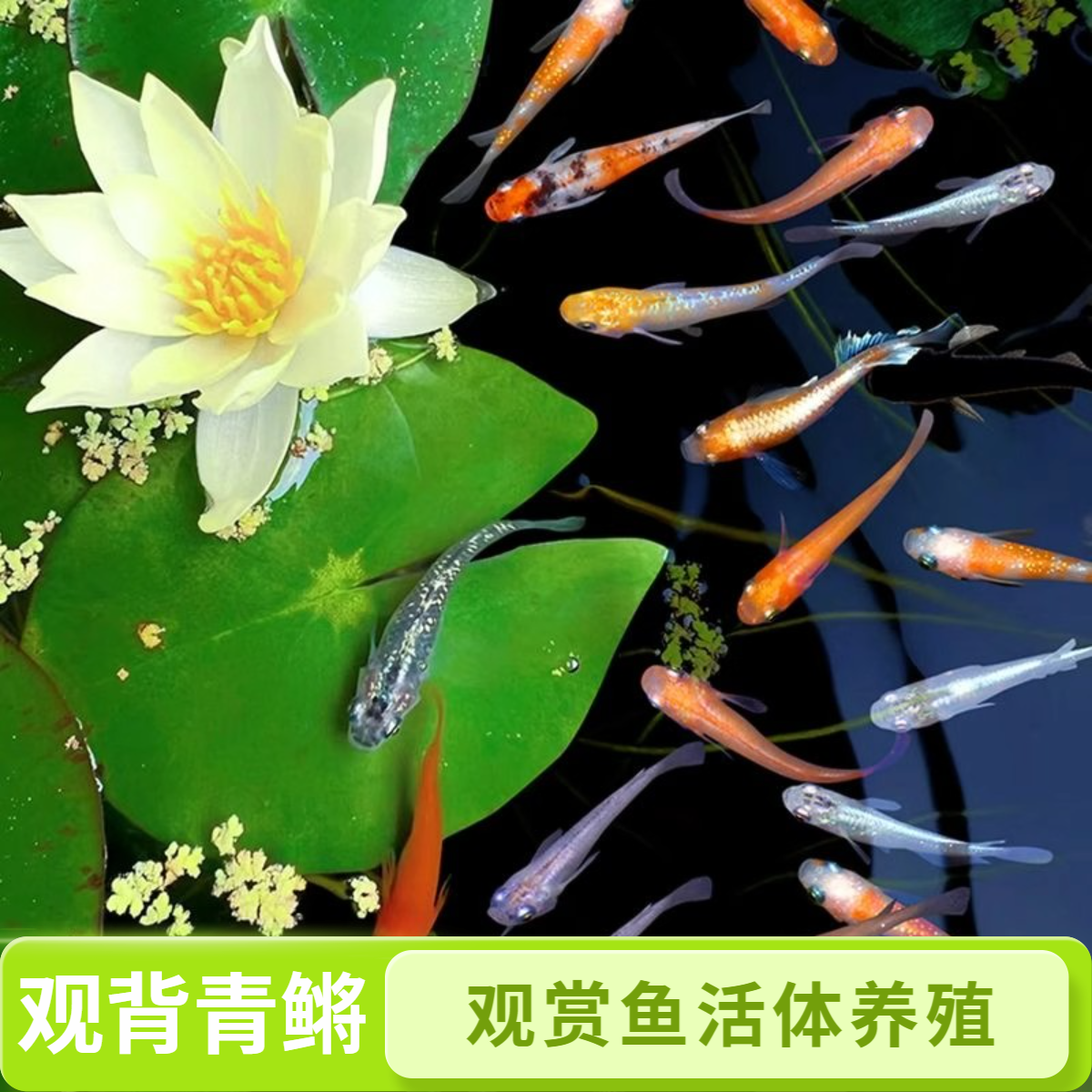 观背青鳉观赏鱼 新手鱼 冷水鱼 除油膜 古法养鱼 桌面鱼苗 苹果螺