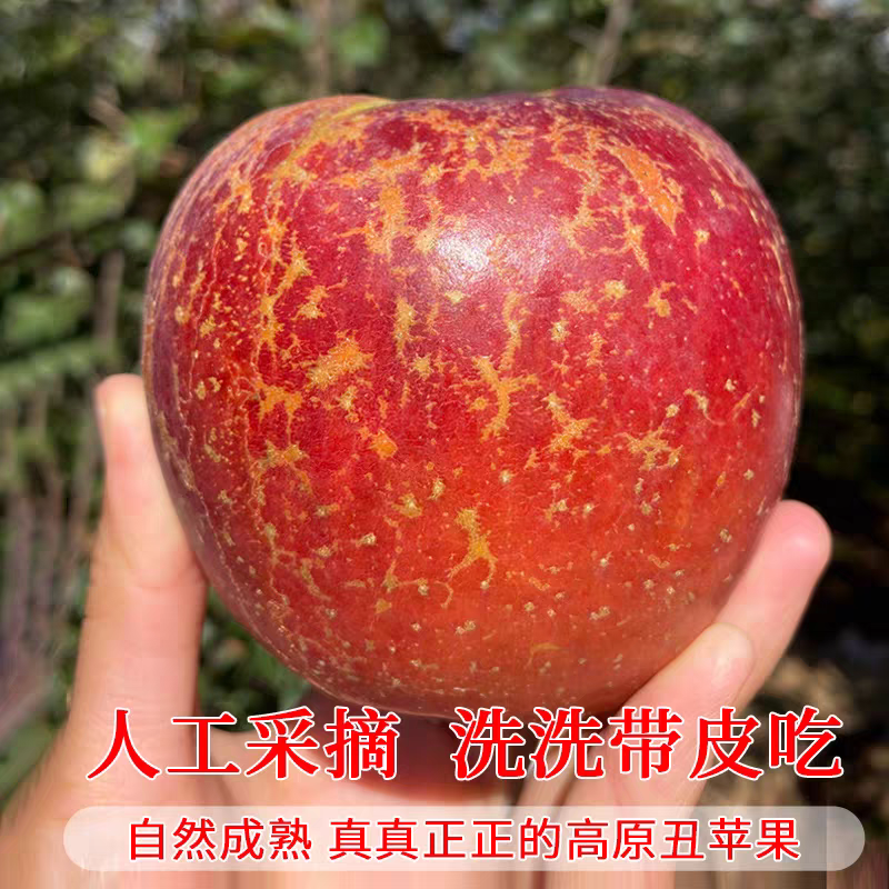 当季云南昭通冰糖心丑苹果现摘现发冰糖心苹果新鲜原生态产地