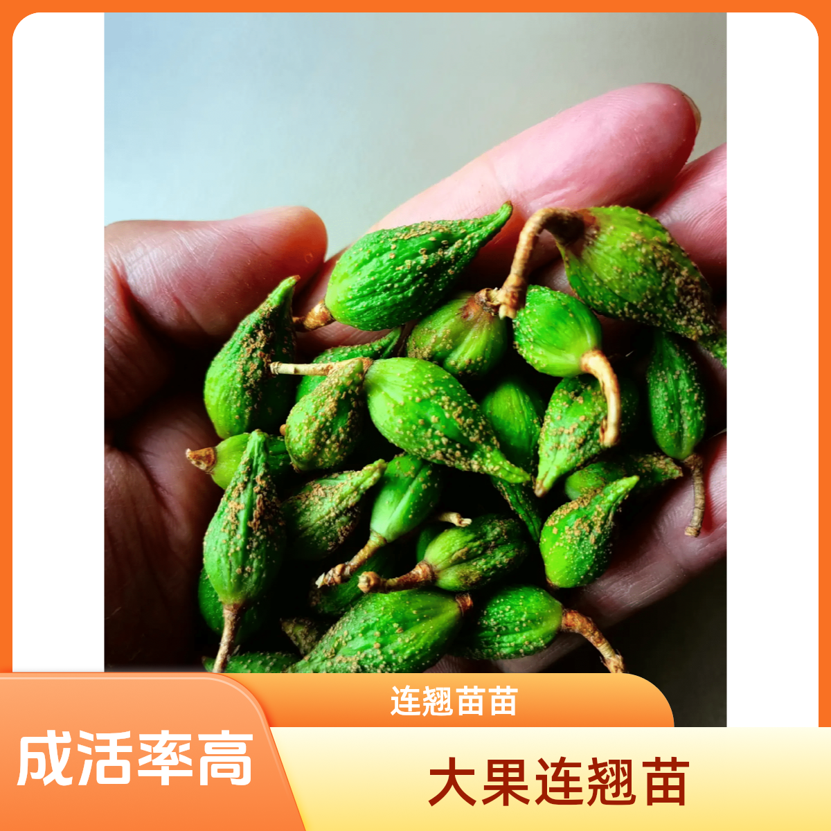 连翘苗5号大果连翘苗连翘酸枣种子树苗科研5号苗庭院盆栽批发中药