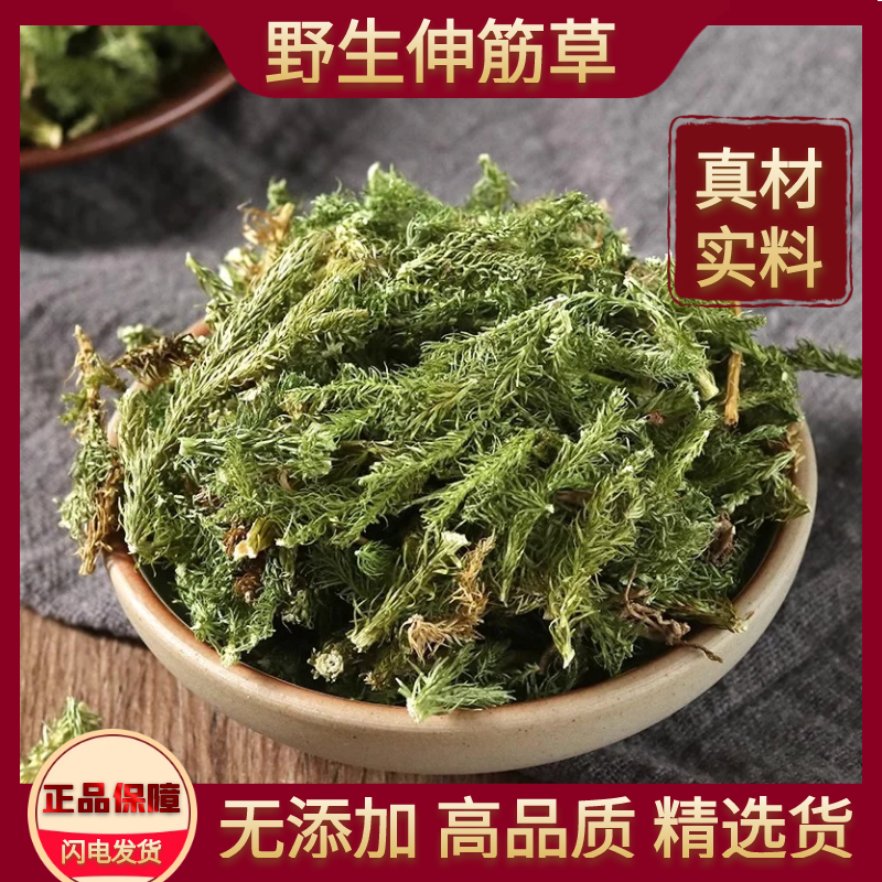 伸筋草野生正品伸筋草新货精选伸筋草无硫非益母草滋补泡茶中药材