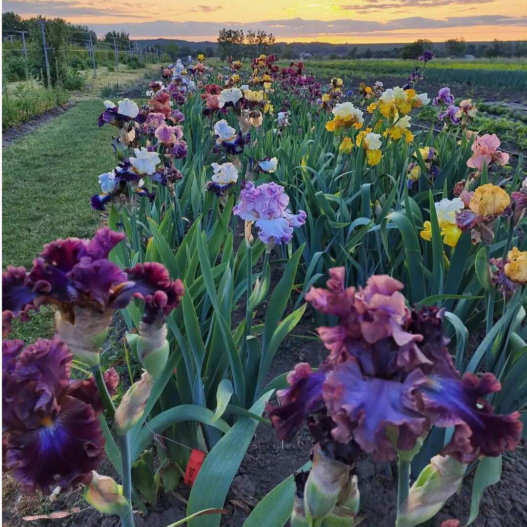 德国鸢尾 耐寒庭院花园阳台球根盆栽植物 多色可选 多年生花大