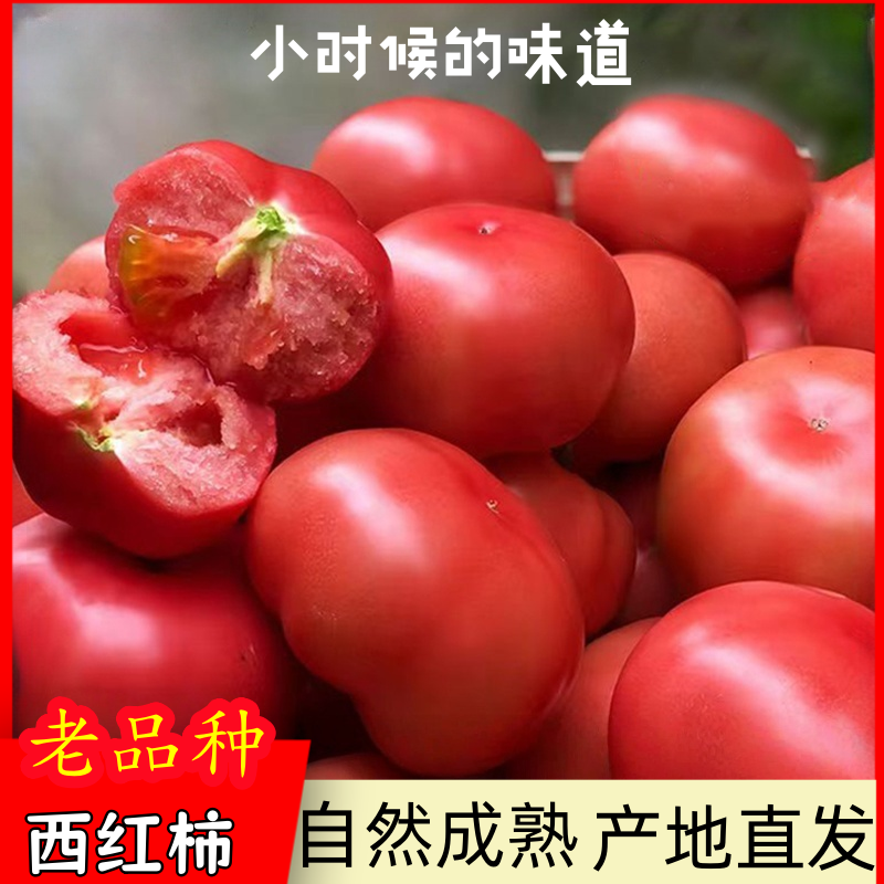 【坏果包赔】沙瓤西红柿正宗皮薄多汁果蔬口感爆汁优选现摘现发番茄