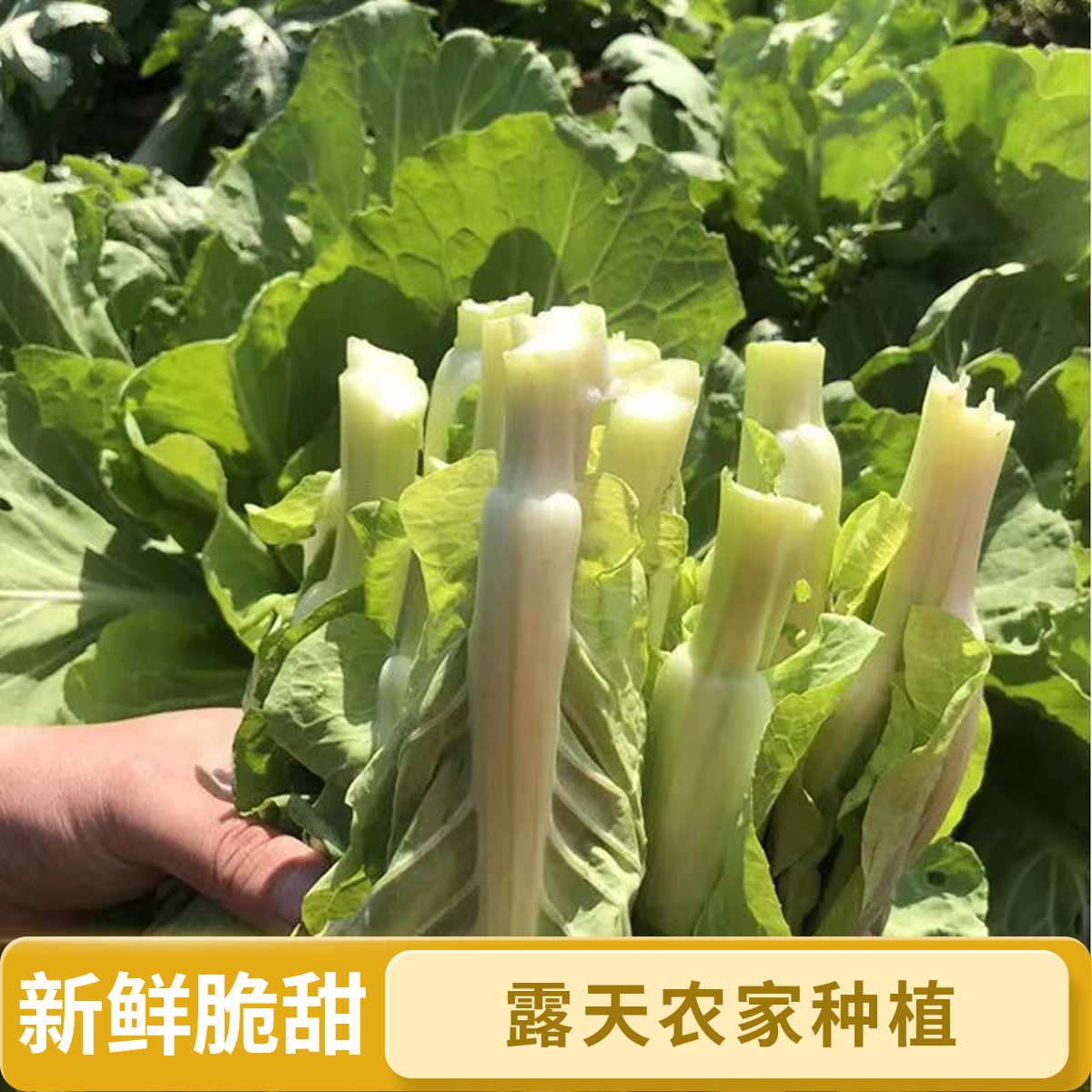 贵州新鲜白菜苔新鲜时令蔬菜脆甜可口白菜苔新鲜现摘现发
