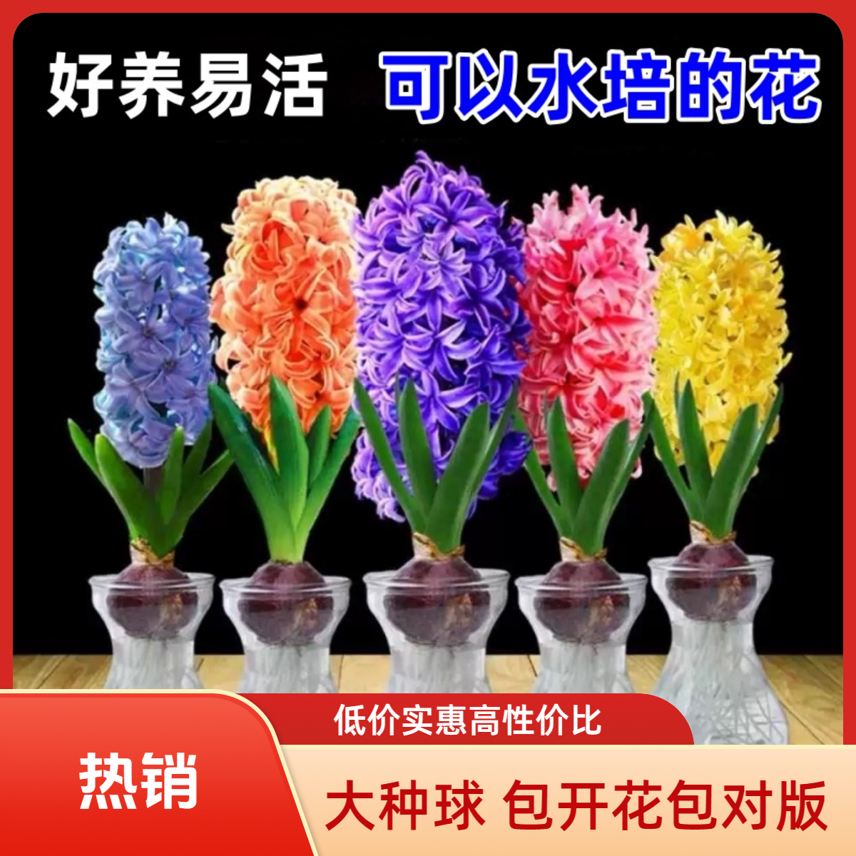 风信子种球水培土培花卉大球好养活阳台室内外盆栽植物冬天花卉