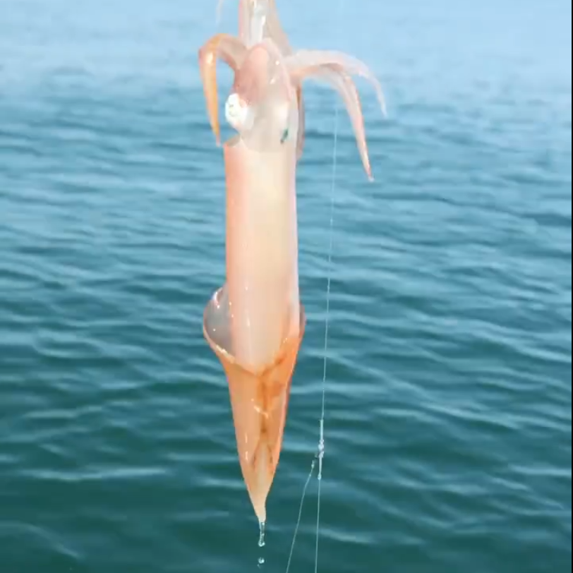 东山手钓火箭鱿鱼水晶大管刺身级白灼【大号】