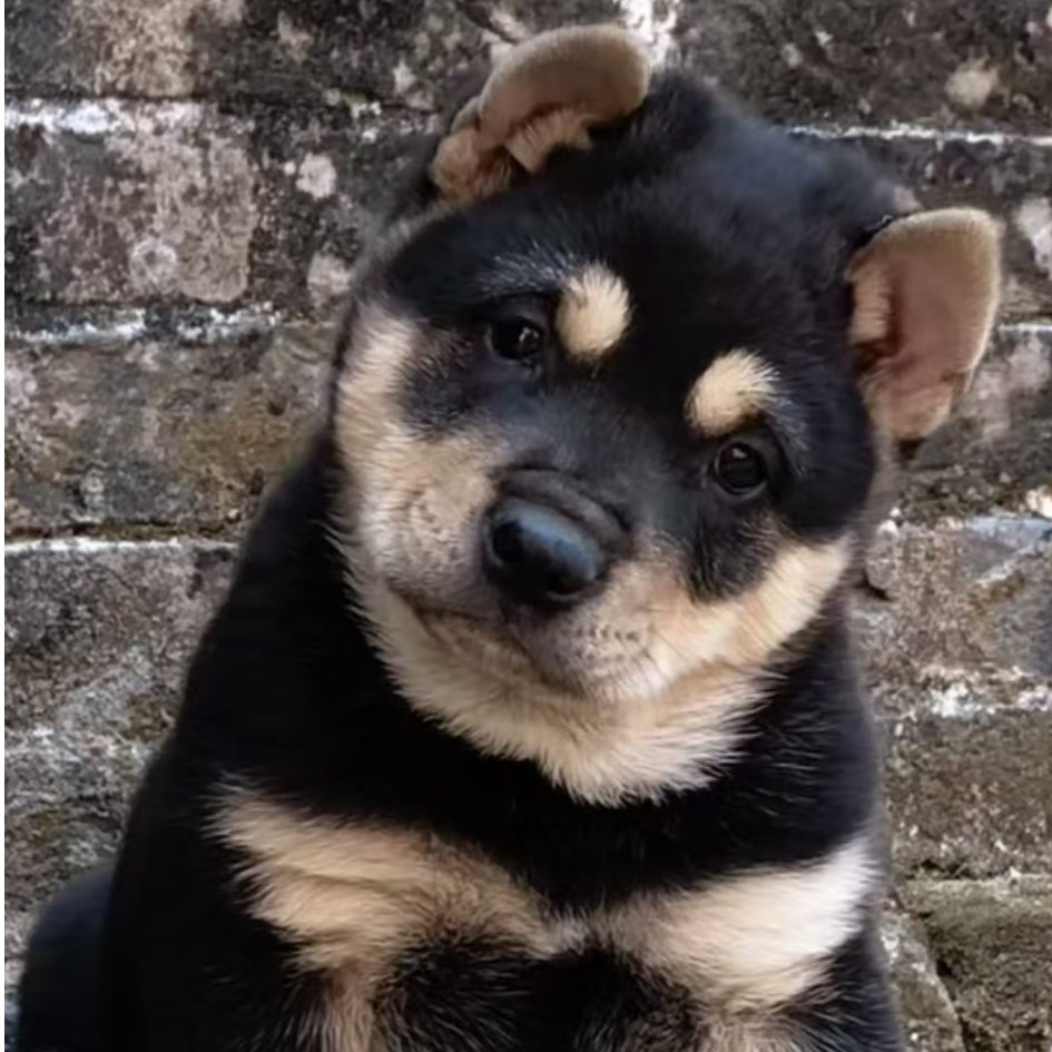 田园犬直播挑选活体宠物狗狗一物一拍