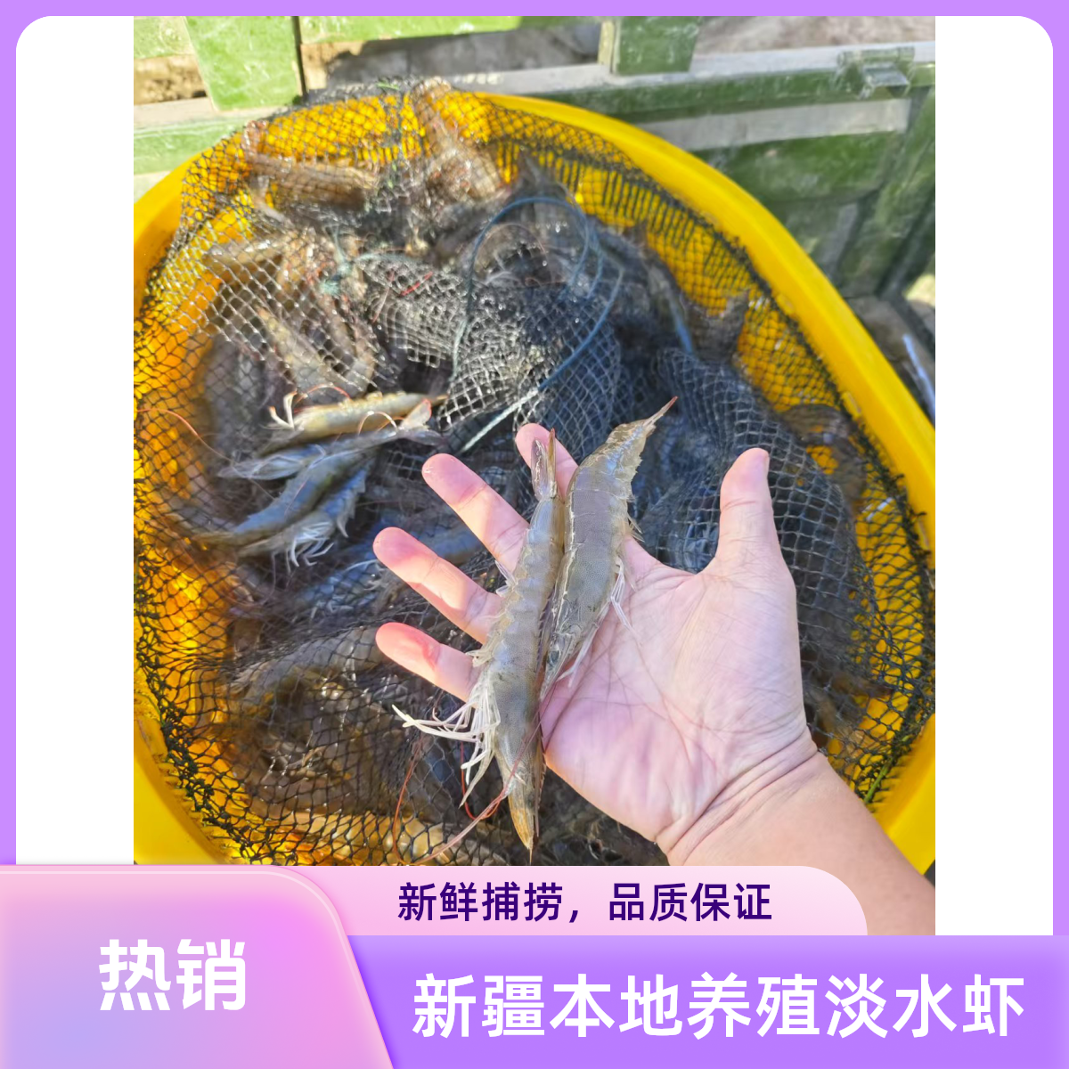 新疆本地养殖无冰盐碱地大虾大水面低密度养殖