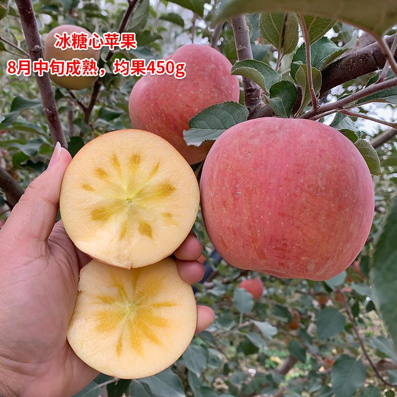苹果树果苗南方北方种植苹果树苗嫁接红富士冰糖心盆栽地栽小树苗