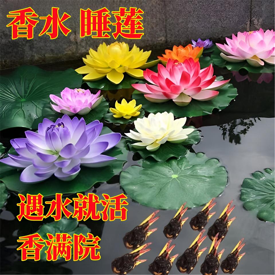 香水睡莲花根块水养鱼缸睡莲四季盆栽水培植物庭院净化空气大睡莲