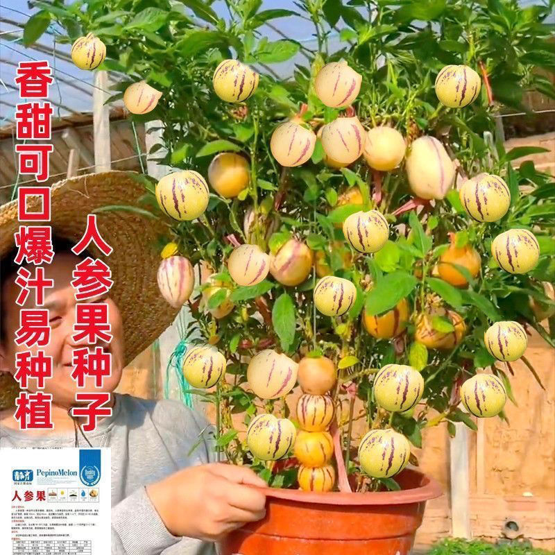 超甜高产人参果种子四季播种盆栽庭院菜园香甜爆汁水果蔬菜种籽