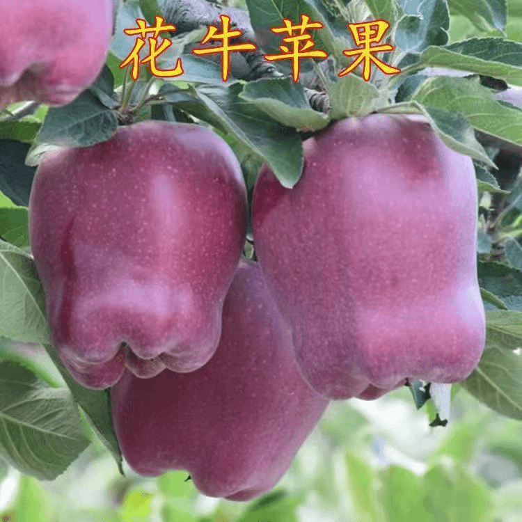 天水花牛苹果树苗嫁接果树红蛇果苗全国可种植产量高地栽当年结果