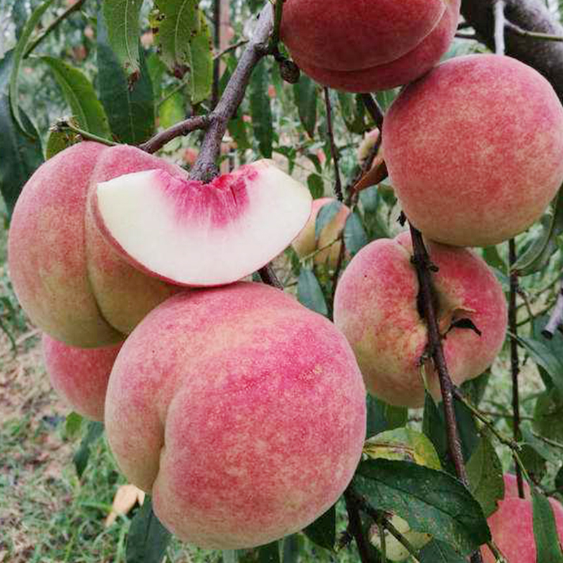 嫁接晚熟脆甜桃树苗冬桃树果苗南方北方种植地栽盆栽苗子果树