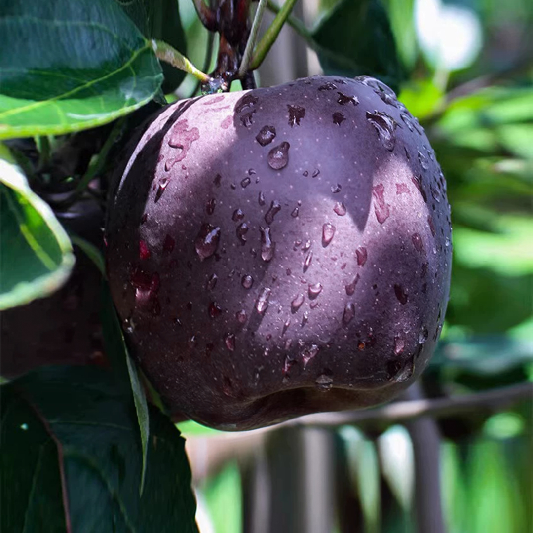 鲜果欢黑钻苹果天水黑卡苹果脆面两吃包邮到家坏果包赔TL
