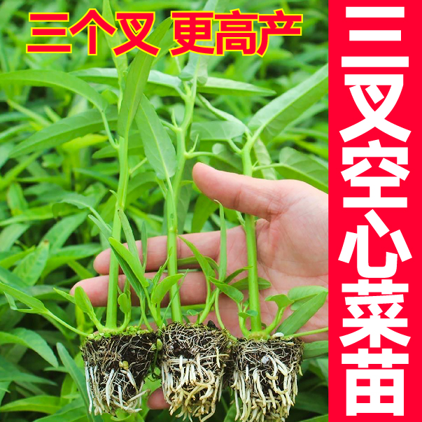 三叉空心菜秧苗高产多茬采收竹叶通心菜优质穴盘苗阳台盆栽种植苗