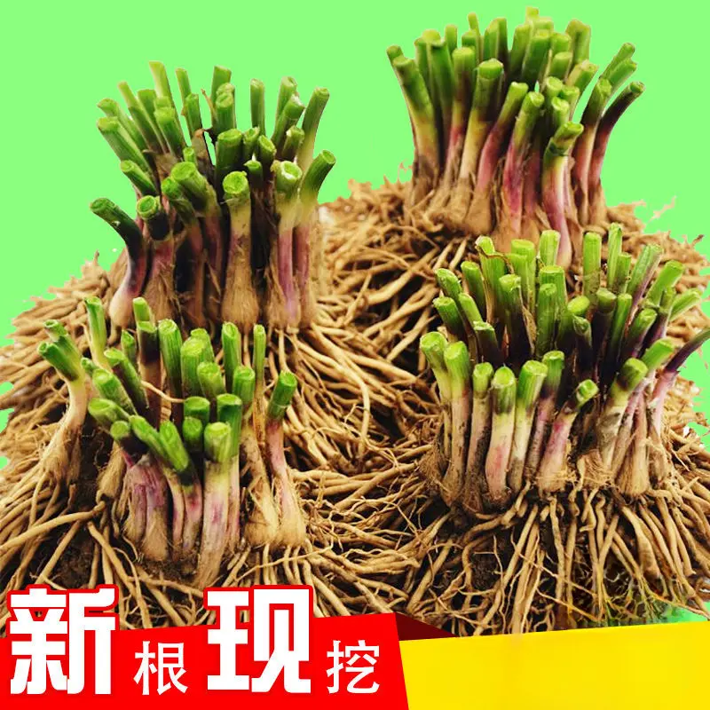 【易活】现挖红根韭菜根紫根韭菜苗四季小叶大叶韭菜根室内阳台庭院