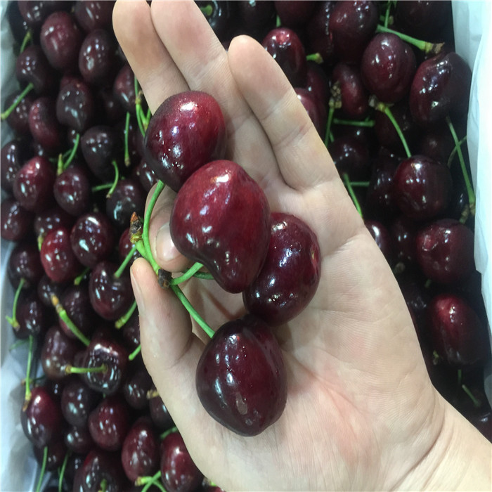 晚熟智利车厘子美国大樱桃树苗四季嫁接樱桃苗果树苗庭院盆栽地栽