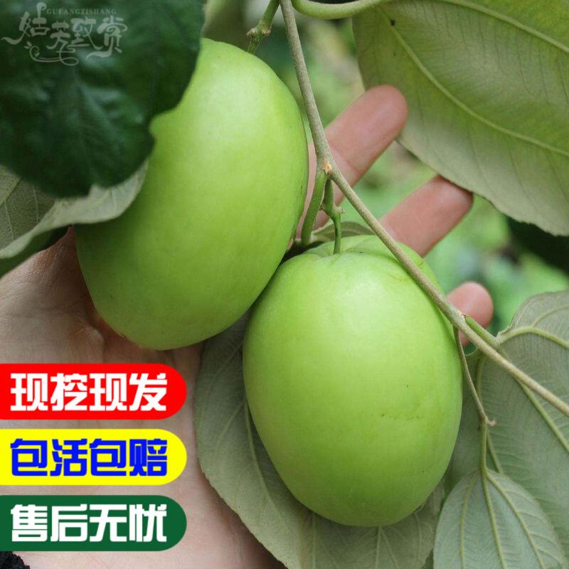 台湾大青枣果树苗蜜枣王嫁接苗南方种植庭院果园盆栽地栽当年结