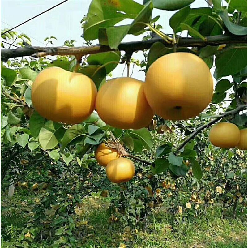 翠冠梨树特大嫁接活苗阳台盆栽果树地栽树苗南北方种植当年结果