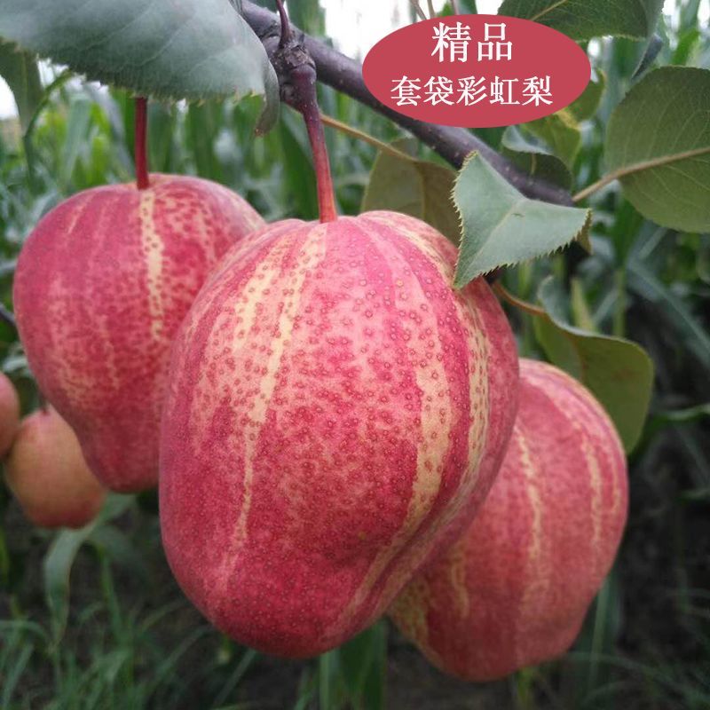 【中源甄选】正宗陕西彩虹梨红早酥梨现摘彩红色梨野生七彩梨3-9斤
