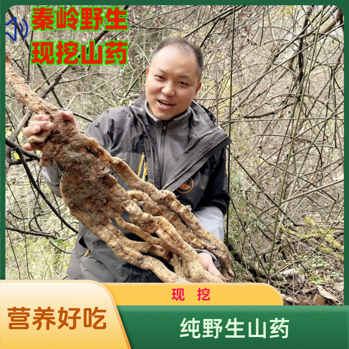 洋县纯野生山药秦岭深山野生健康现挖1000克1500克2500克营养好吃