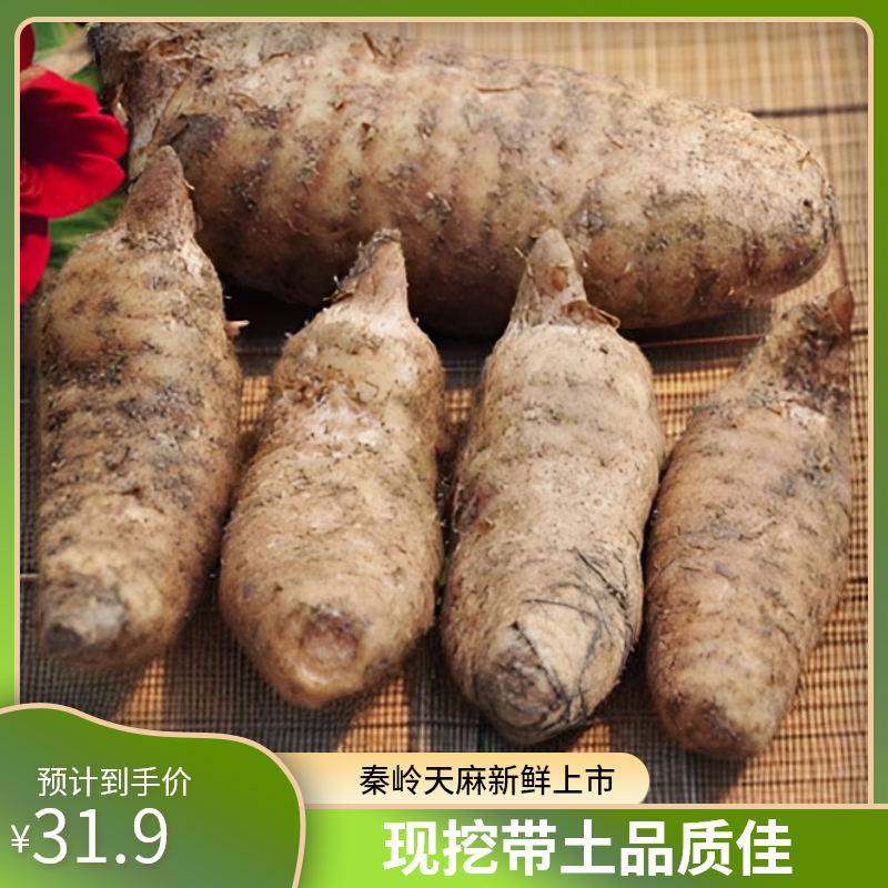 秦岭山农特产天麻生天麻现挖现发新鲜天麻林下种植天麻炖汤食材