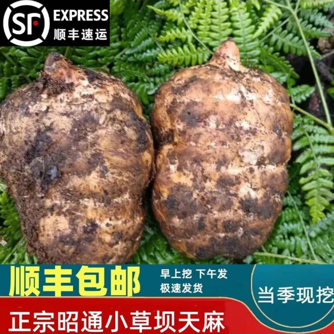 麻农雄哥正宗昭通小草坝仿野生种植天麻三年成熟煲汤好吃顺丰包邮