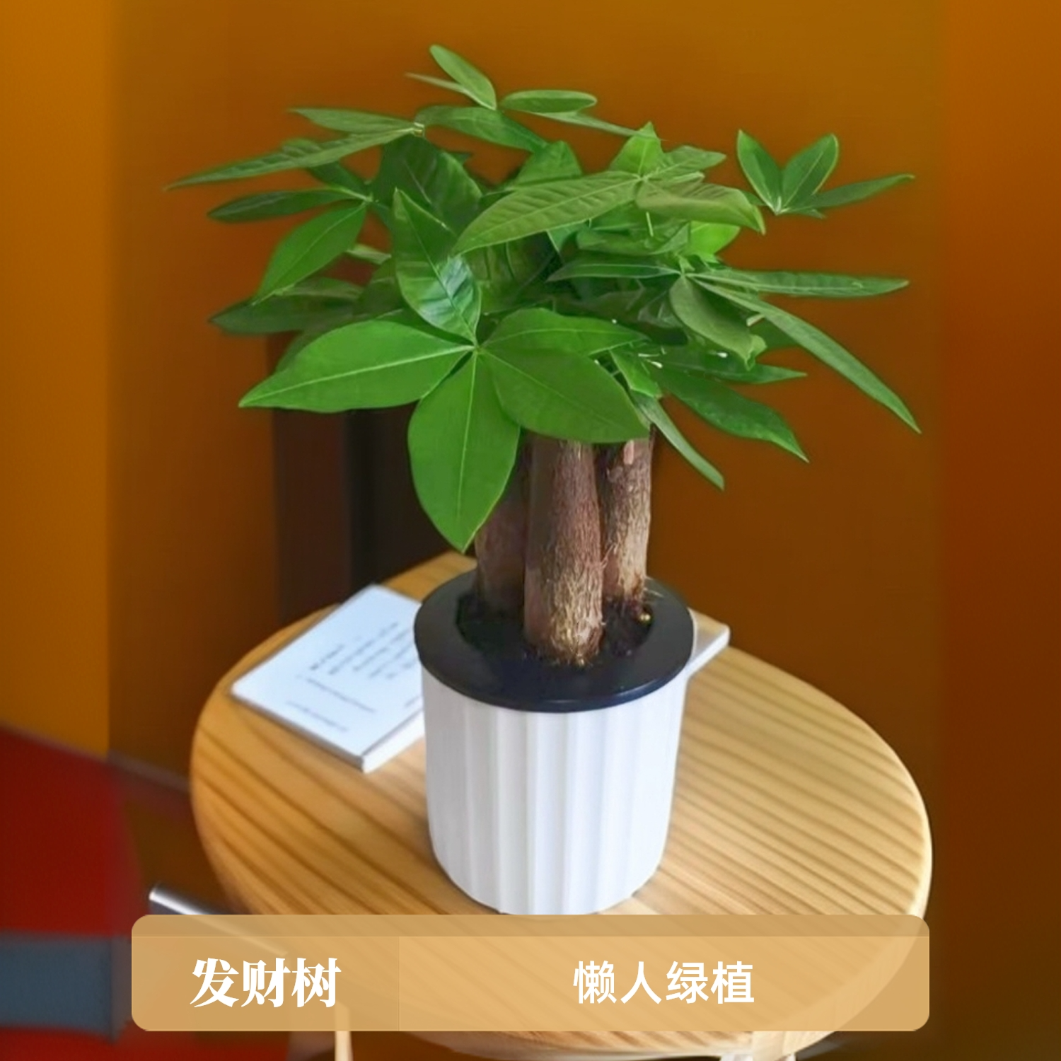 招财进宝发财树盆栽室内绿植好养活桌面植物四季常青招财树除甲醛