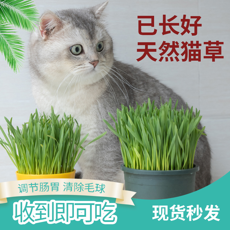 现货 天然猫草已种好发芽已长好猫咪去毛球猫零食种子种籽猫薄荷